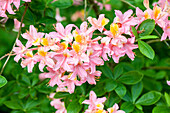 Rhododendron molle ssp. japonicum 'Comte de Gomer'