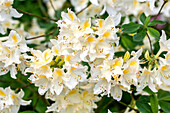 Rhododendron luteum 'Daviesii'