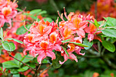 Rhododendron luteum 'Esmeralca'