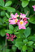 Rhododendron viscosum