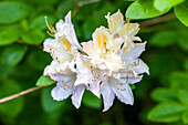 Rhododendron luteum 'Frederic de Merode