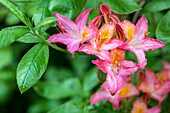 Rhododendron luteum, pink