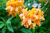 Rhododendron luteum 'Goldlack'