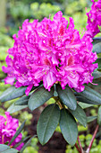Rhododendron 'Grandios' molle