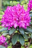 Rhododendron 'Grandios'