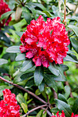 Rhododendron 'Sammetglut' (Collective embers)