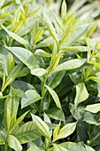 Phlox Paniculata-Hybride 'Herbstwalzer'
