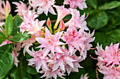 Rhododendron luteum, pink