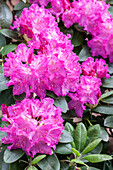 Rhododendron 'Omega