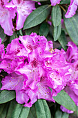 Rhododendron 'Upper Gardener Karl Baumann' (German)