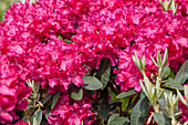 Rhododendron 'Raphael'