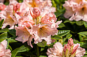 Rhododendron 'Caramel Cocktail'