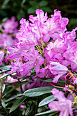 Rhododendron smirnowii