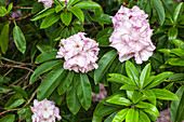 Rhododendron 'Album Novum'