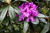 Rhododendron Rubescens