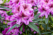 Rhododendron 'Violet Sparks