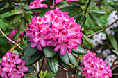 Rhododendron Grandezza