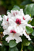 Rhododendron 'Hachmann´s Picobello'®