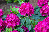 Rhododendron 'Renata'