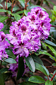 Rhododendron 'Peacock Eye'®