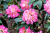 Rhododendron 'Henri Nannen