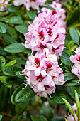 Rhododendron 'Cassata