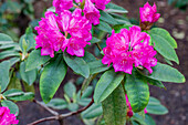 Rhododendron 'Roseum Novum'