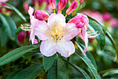 Rhododendron 'Anmut' (Grace)