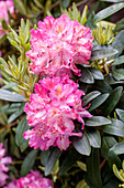 Rhododendron yakushimanum 'Tausendschön'