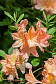 Rhododendron molle 'Hanny Felix