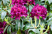 Rhododendron 'Cetewayo' molle