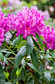 Rhododendron 'Lilofee