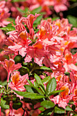 Rhododendron rustica 'Gloire de Belgique'