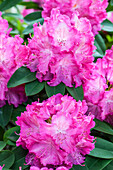 Rhododendron 'Germania'®