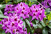 Rhododendron 'Ronkonkoma