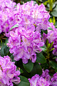 Rhododendron 'Roslyn'