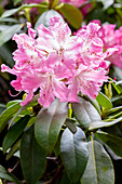 Rhododendron 'Sham´s Juliet'