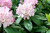 Rhododendron 'Album Novum