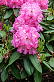 Rhododendron 'Parker´s Pink'