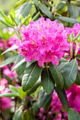 Rhododendron 'Desiderius