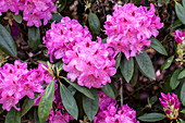 Rhododendron 'Daisy