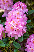 Rhododendron 'Christian Schröder