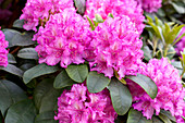 Rhododendron