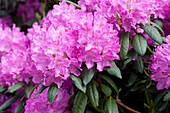 Rhododendron 'Catawbiense Boursault