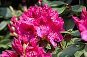 Rhododendron 'General D. Eisenhower'