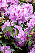 Rhododendron Ferelith