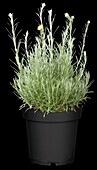Helichrysum italicum 'Tall'