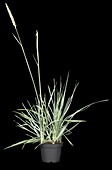 Elymus arenarius 'Blue Dune'