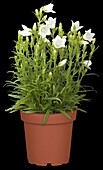 Campanula persicifolia 'Takion White'