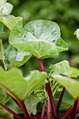 Rheum rhabarbarum 'Holsteiner Blut'